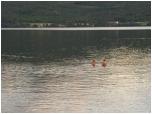 (12/122): Rankiem zimne wody Eikeren nie przeszkadzaj w kpieli.<br>2005-08-13