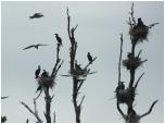 (47/109): Rzeka Zbrzyca - kolonia kormoranw i mew na wyspie jeziora Somiskiego.<br>2012-06-07