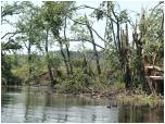 (83/109): Rzeka Wda - las po kataklizmie.<br>2012-07-27