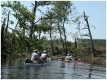 (84/109): Rzeka Wda - las po kataklizmie.<br>2012-07-27