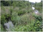 (34/66): Rzeka Rospuda - przesmyk midzy jeziorami Czarnym i Rospud Filipowsk.<br>2013-06-30