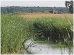 (49/66): Rzeka Netta - bunkier w Gliniskach.<br>2013-07-10