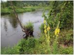 (51/71): Rzeka Pilica - Pilica w okolicy Mysakowic<br>2014-07-10