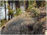 (35/83): Chrobotek reniferowy, borwki, las, jezioro, spokj: oto Finlandia.<br>2014-08-01