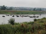 (70/111): Narew, dotary do nas przez rzek<br>2016-07-12