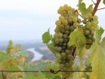(14/26): W winnicach dojrzewaj winogrona